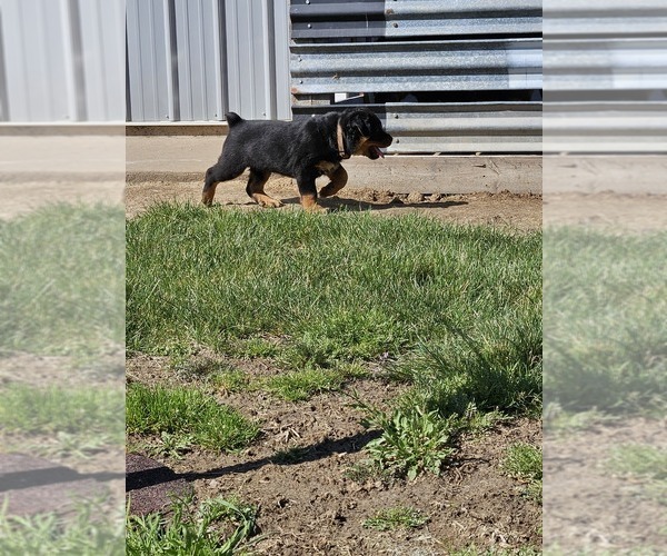 Medium Photo #1 Rottweiler Puppy For Sale in VANDALIA, MO, USA