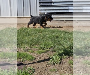 Rottweiler Puppy for sale in VANDALIA, MO, USA