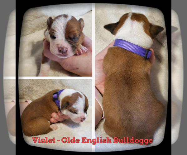 Medium Photo #1 Olde English Bulldogge Puppy For Sale in WHEELER, MI, USA