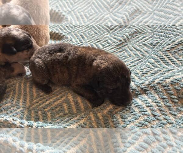 Medium Photo #2 Australian Shepherd-Plott Hound Mix Puppy For Sale in Mount Airy, NC, USA