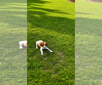 Puppy Tug Brittany