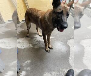 Mutt Dogs for adoption in Stockton, CA, USA