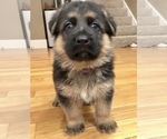 Small Photo #6 German Shepherd Dog Puppy For Sale in POMARIA, SC, USA
