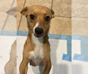 Chihuahua Dogs for adoption in Slidell, LA, USA