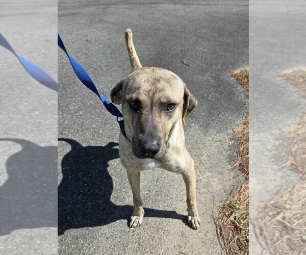 Medium Photo #2 Plott Hound-Unknown Mix Puppy For Sale in Rockaway, NJ, USA