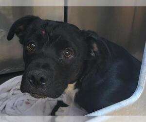 Labrador Retriever-Unknown Mix Dogs for adoption in San Antonio, TX, USA