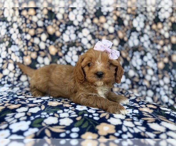 Medium Photo #7 Cavapoo (Miniature) Puppy For Sale in LAKELAND, FL, USA