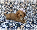 Small #6 Cavapoo (Miniature)