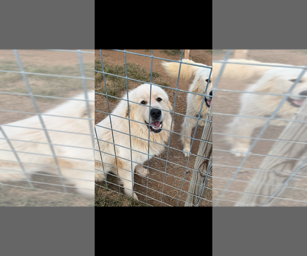 Medium Photo #1 Great Pyrenees Puppy For Sale in HARRISONBURG, VA, USA
