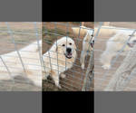 Small Photo #1 Great Pyrenees Puppy For Sale in HARRISONBURG, VA, USA