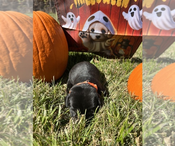 Medium Photo #5 Labrador Retriever Puppy For Sale in NEOLA, WV, USA