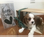 Puppy 1 Cavalier King Charles Spaniel