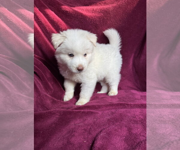 Medium Photo #3 Goberian Puppy For Sale in Cumming, GA, USA