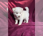 Small #2 Goberian
