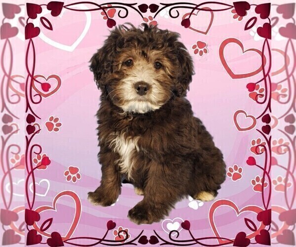 Medium Photo #20 Bernedoodle (Miniature) Puppy For Sale in PEYTON, CO, USA