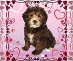 Puppy Leonardo Bernedoodle (Miniature)
