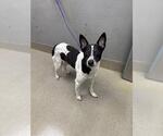 Small Border Collie Mix