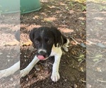 Puppy 1 Brittany
