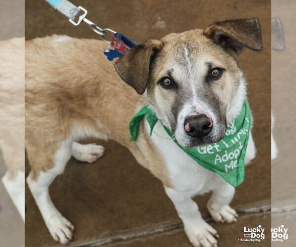 Medium Photo #6 Mutt Puppy For Sale in Washington, DC, USA