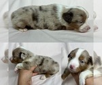 Small Photo #5 Miniature Australian Shepherd Puppy For Sale in BROOKER, FL, USA