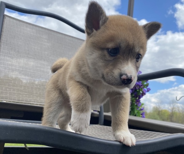 Medium Photo #3 Alaskan Husky-Border Collie Mix Puppy For Sale in RICHMOND, MI, USA
