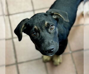 Mutt Dogs for adoption in Jefferson, NJ, USA