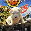 Small Photo #103 Dogo Argentino Puppy For Sale in JANE, MO, USA