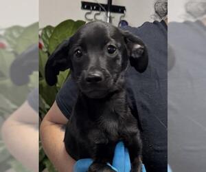 Chihuahua-Unknown Mix Dogs for adoption in Redlands, CA, USA