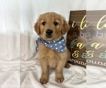 Small #2 Golden Retriever