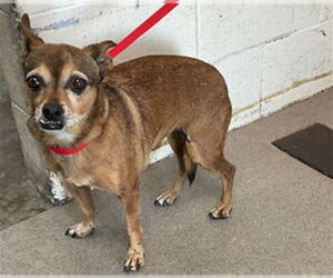 Chihuahua Dogs for adoption in San Bernardino, CA, USA