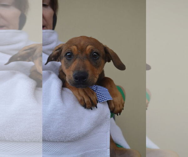 Medium Photo #2 Mutt Puppy For Sale in McKinney, TX, USA