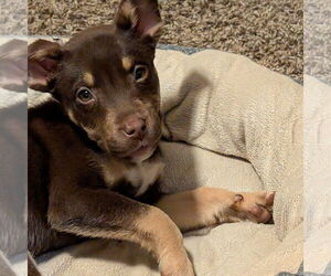 Siberian Husky-Unknown Mix Dogs for adoption in Fargo, ND, USA