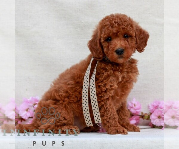 Medium Photo #3 Irish Doodle (Miniature) Puppy For Sale in NEWMANSTOWN, PA, USA