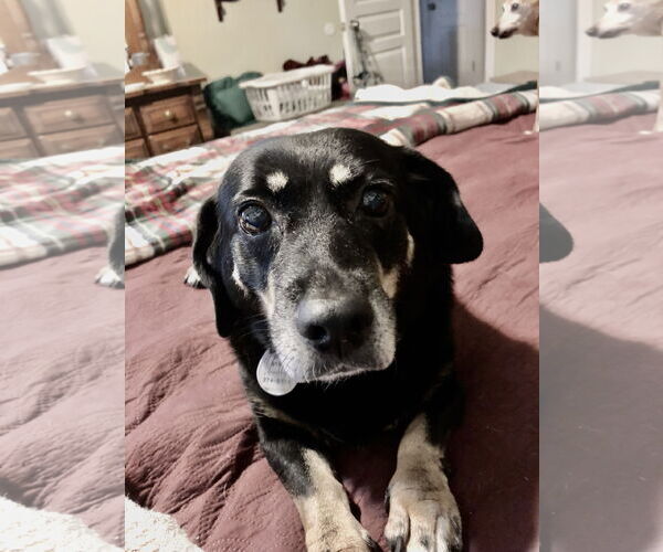 Medium Photo #2 Dachshund-Unknown Mix Puppy For Sale in Cary, NC, USA