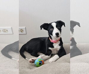 Border Collie-Unknown Mix Dogs for adoption in Denver , CO, USA