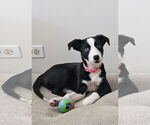 Small Border Collie Mix