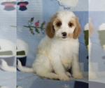 Small Photo #7 Cavapoo Puppy For Sale in MILWAUKEE, WI, USA