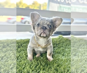 French Bulldog Puppy for sale in LOS ANGELES, CA, USA