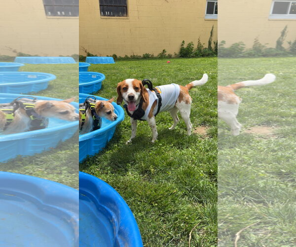 Medium Photo #4 Beagle Puppy For Sale in Oakhurst, NJ, USA