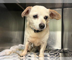 Chihuahua-Unknown Mix Dogs for adoption in Grand Prairie, TX, USA