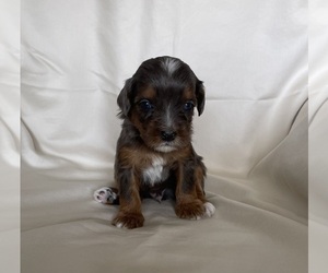 Medium Miniature Bernedoodle