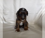 Puppy 12 Miniature Bernedoodle