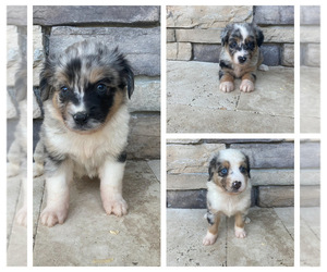 Medium Australian Shepherd