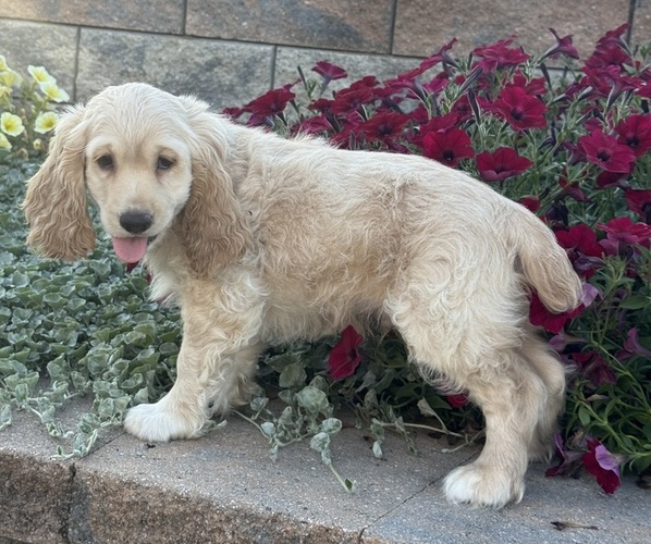 Medium Photo #4 Cocker Spaniel Puppy For Sale in CANOGA, NY, USA