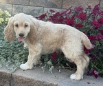 Small #3 Cocker Spaniel