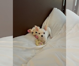Chihuahua Puppy for sale in COLUMBIA, SC, USA