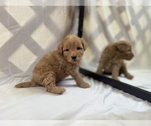 Cavapoo Puppy for Sale in HOUSTON, Texas USA