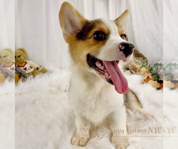 Medium Photo #5 Pembroke Welsh Corgi Puppy For Sale in ASTORIA, NY, USA