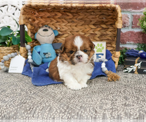 Shih Tzu Puppy for sale in SYRACUSE, IN, USA