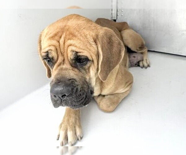 Medium Photo #1 Mastiff-Unknown Mix Puppy For Sale in Houston, TX, USA